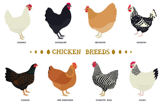 Set of eight breeds of domestic chicken Flat vector illustration Poultry farming