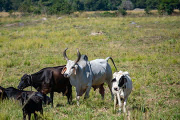 Guzera cattle on pasture with other animals