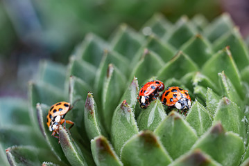 A three of red ladybugs on a green spiky plant succulent Saxifrage. The little ladybirds. Cute and beautiful macro for wallpaper or photo picture.
