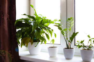 houseplants in flowerpot on windowsill in real room interior