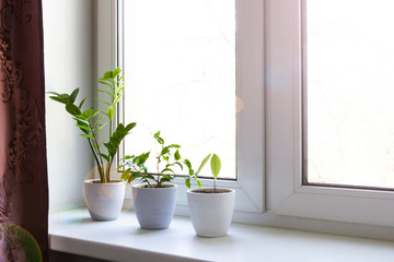 houseplants in flowerpot on windowsill in real room interior