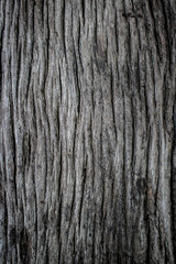 Embossed texture of the brown bark.Tree bark texture. Seamless bark tree texture. texture of bark wood use as natural background