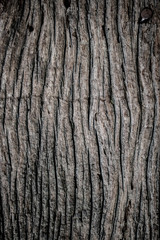 Embossed texture of the brown bark.Tree bark texture. Seamless bark tree texture. texture of bark wood use as natural background