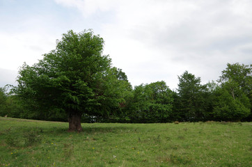 The Lush Of The Tree