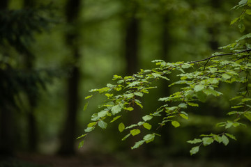 green leaves in the forest