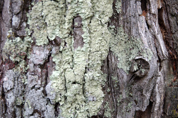 Art Of Nature