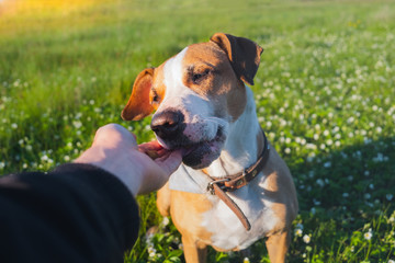 Giving a treat to a dog outdoors. Human hand giving food to a puppy in green field, late spring or...
