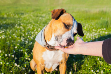 Giving a treat to a dog outdoors. Human hand giving food to a puppy in green field, late spring or summer and evening sun light scene
