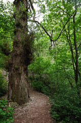Old Forest Tree