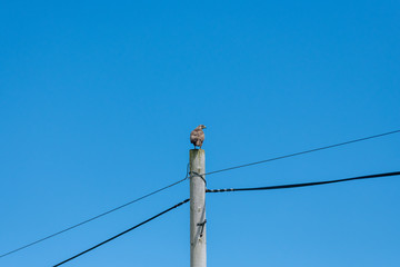 Buzzard Perched on a telegraph pole in Cornwall