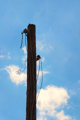 The top of old wooden pole with broken electric wires. Close-up view of old abandoned wooden pole for fixing electrical wires against blue sky at sunny day. Parts of wires are hanging from a pole