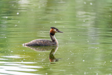 Great crested grebe, Podiceps Cristatus in a natural freshwater setting.