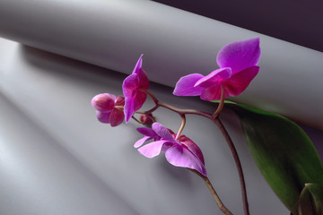Geometric composition with pink orchid on a gray background. Rolled paper roll in perspective