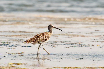 Whimbrel in its natural habitat (Numenius phaeopus)