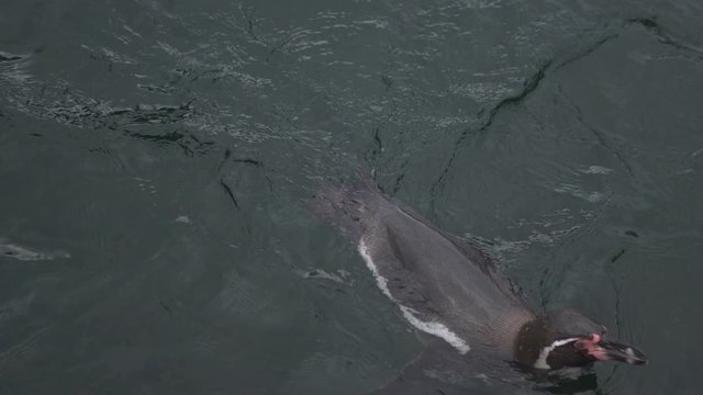 A Group Of Penguins Swimming In A Water. 4K Slow-Motion Footage