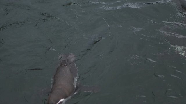 A Group Of Penguins In A Water. 4K Slow-Motion Footage