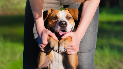 Portrait of a dog in human hands outdoors in summer. People and pets interaction, friendship and...