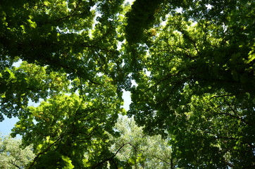 Fototapeta premium Chestnut trees stretch to the sky.