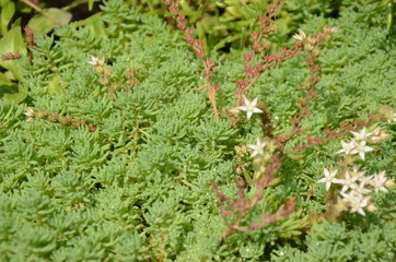 moss on the ground