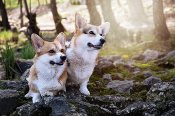 Cute dogs sitting. Two welsh corgi pembrokes on a walk in park. Happy and healthy attentive young canines.