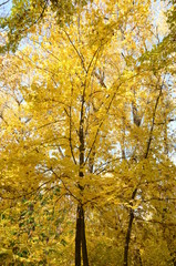 Obraz premium autumn trees in the park