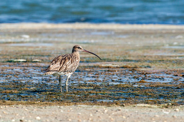 Whimbrel in its natural habitat (Numenius phaeopus)