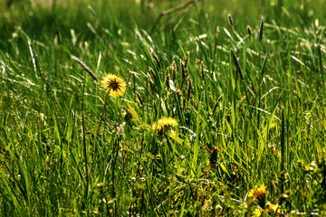 Krajobraz wiejski Podlasia. Dolina Narwi. Podlaskie wierzby, Polska