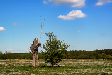 Krajobraz wiejski Podlasia. Dolina Narwi. Podlaskie wierzby, Polska