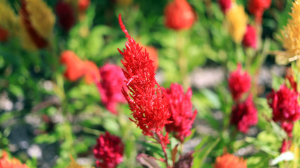 한여름 붉은 꽃