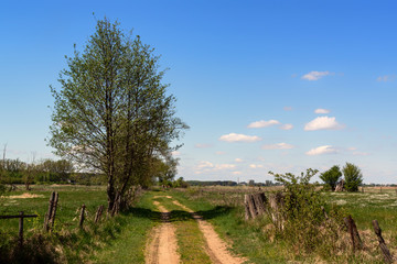 Krajobraz wiejski Podlasia. Dolina Narwi. Podlaskie wierzby, Polska