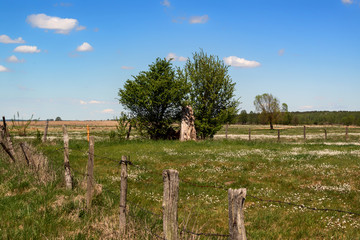 Krajobraz wiejski Podlasia. Dolina Narwi. Podlaskie wierzby, Polska