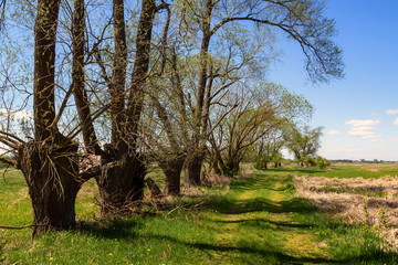 Krajobraz wiejski Podlasia. Dolina Narwi. Podlaskie wierzby, Polska