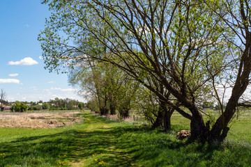 Krajobraz wiejski Podlasia. Dolina Narwi. Podlaskie wierzby, Polska