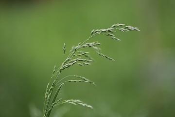 green wheat field