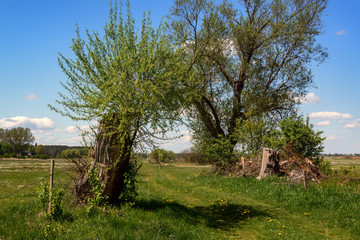 Krajobraz wiejski Podlasia. Dolina Narwi. Podlaskie wierzby, Polska