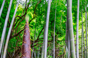 【自然の筍イメージ】竹林の中に生えるタケノコ