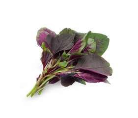 fresh Red spinach or red amaranth isolated on white background