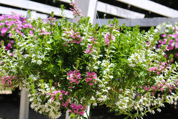 Hanging basket