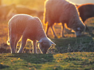 Flock of sheep on fresh spring green meadow during sunrise © Daniel CHETRONI