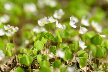 Oxalis articulata or acetosella. Medicinal wild blossoming wood sorrel herb. Grass with white, pink or yellow flowers growing in the forest or glade. Healthy plant used as food and drink ingredient.