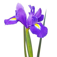 Purple iris flower with leaves isolated on a white background. Square photo.