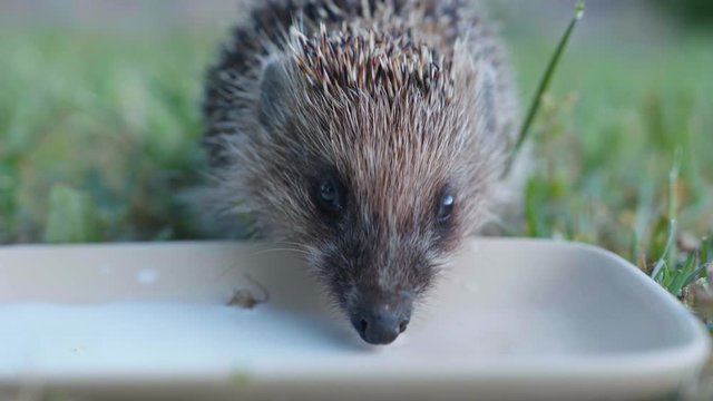 handsome wild animal hungry hedgehog drinks milk from a white saucer in a green meadow of fresh spring grass near ripe apples on a warm day of summer season, close-up