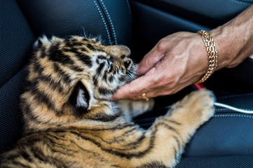 A male hand strokes a small striped tiger cub in a car. Wild baby