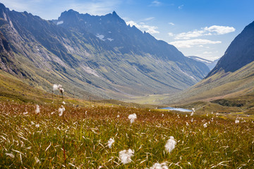 Fototapeta premium Norwegian landscape in summer with sun and mountains in background and Eriophorum cotton-grass in blossom in foreground.