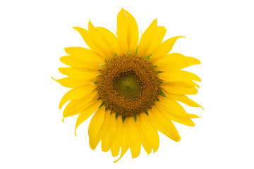 Obraz premium Sunflower isolated on white background.