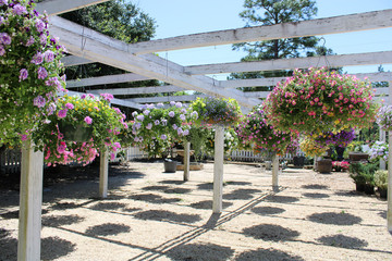 Colorful Hanging Baskets 