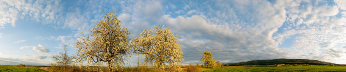 Fototapeta premium Panorama view of mountain meadow with flowering pear trees against a backdrop of spruce forest and picturesque sky