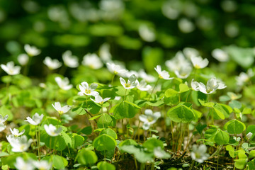 Fototapeta na wymiar Oxalis articulata or acetosella. Medicinal wild blossoming wood sorrel herb. Grass with white, pink or yellow flowers growing in the forest or glade. Healthy plant used as food and drink ingredient.