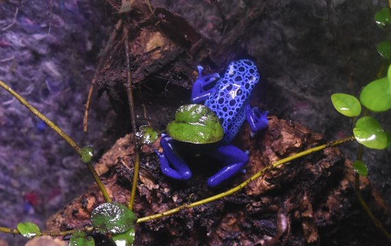 Dendrobate bleu