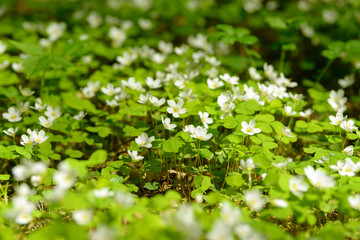Oxalis articulata or acetosella. Medicinal wild blossoming wood sorrel herb. Grass with white, pink or yellow flowers growing in the forest or glade. Healthy plant used as food and drink ingredient.